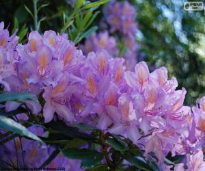 пазл Фиолетовые цветы азалия